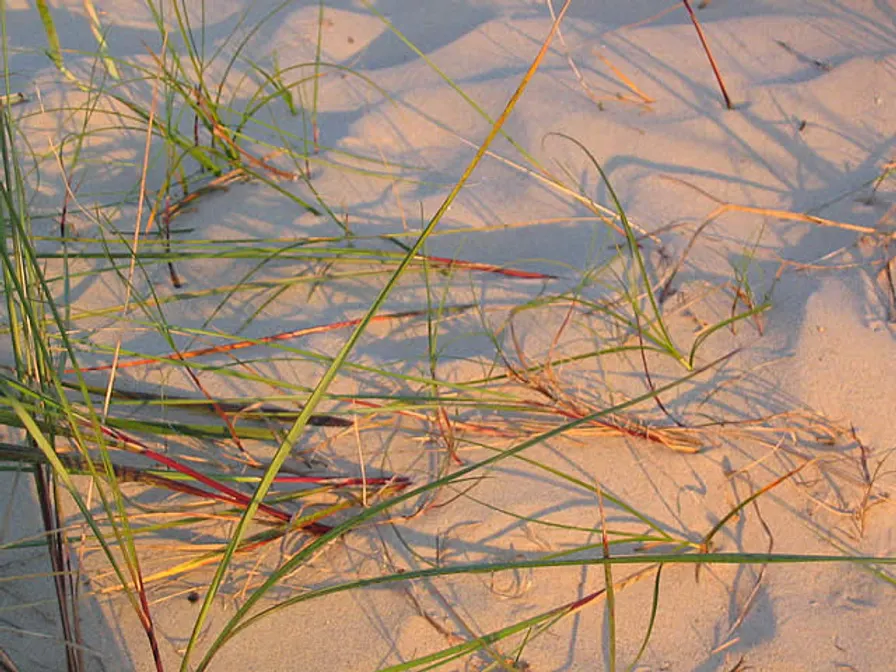 Insel Usedom - Heringsdorf ins Guinnes-Buch der Rekorde