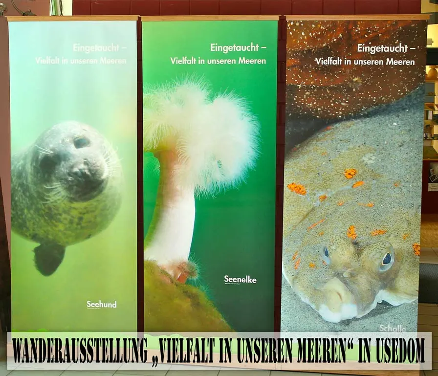 Vielfalt in unseren Meeren