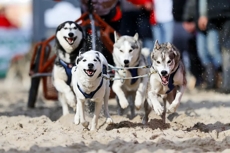 Baltic Lights Usedom - Schlittenhunderennen