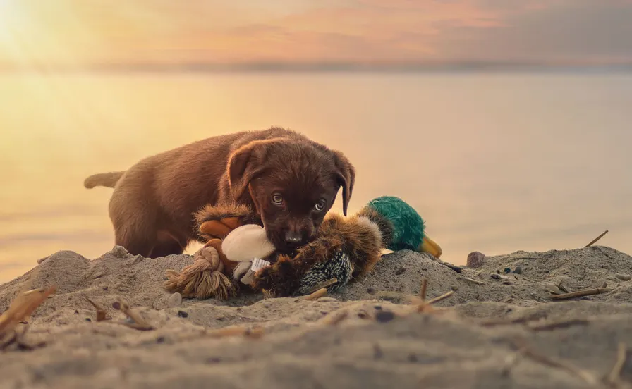 Auf Usedom sind auch Hunde herzlich willkommen