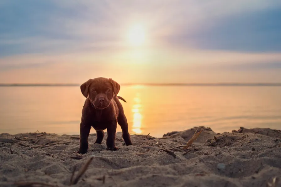 Usedom - Urlaub mit Hund