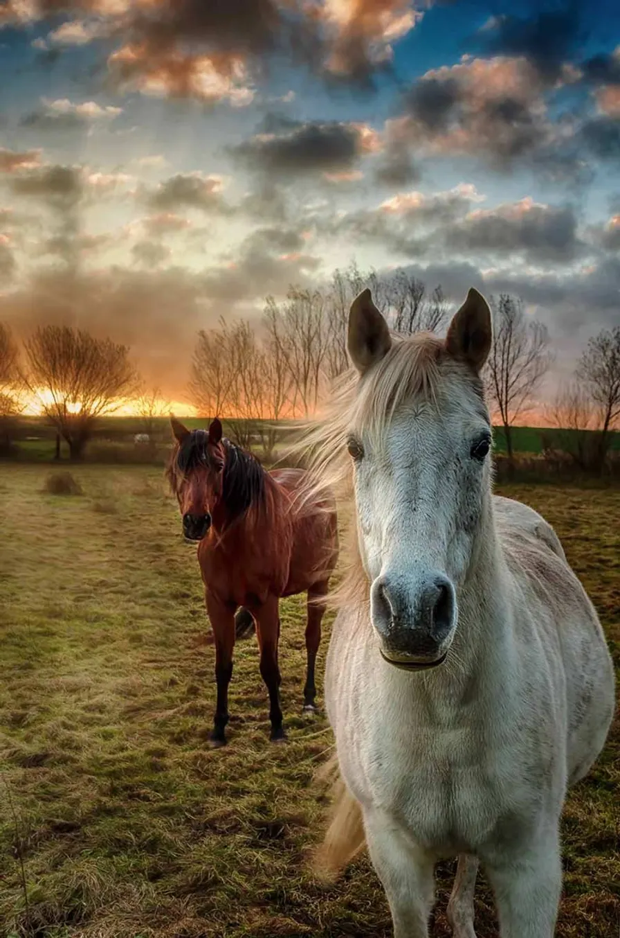 Reiten am Ostseestrand auf Usedom