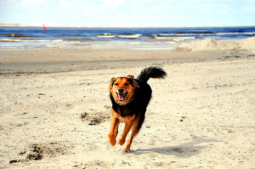 Urlaub mit Hund auf Usedom