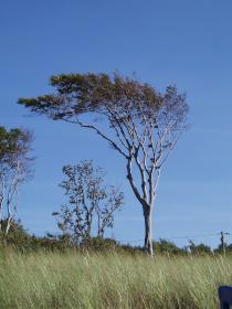 Windgebeugter Baum