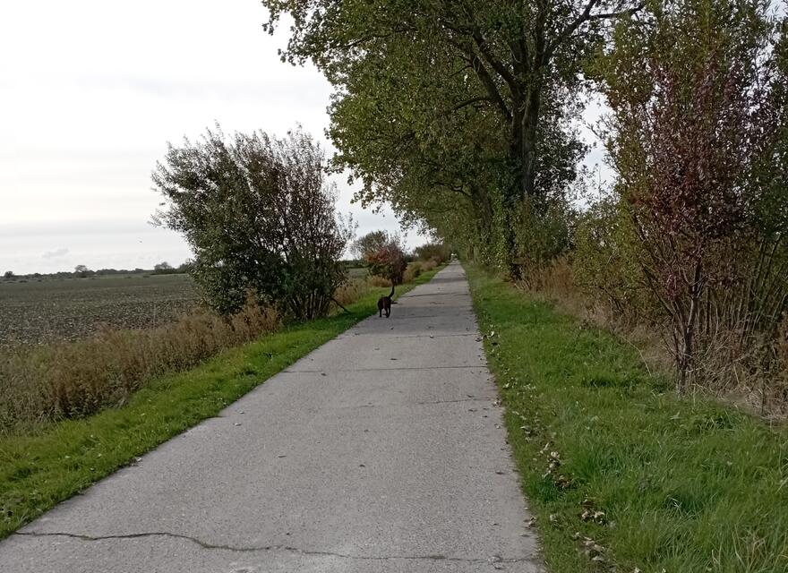 Weg zum Deich