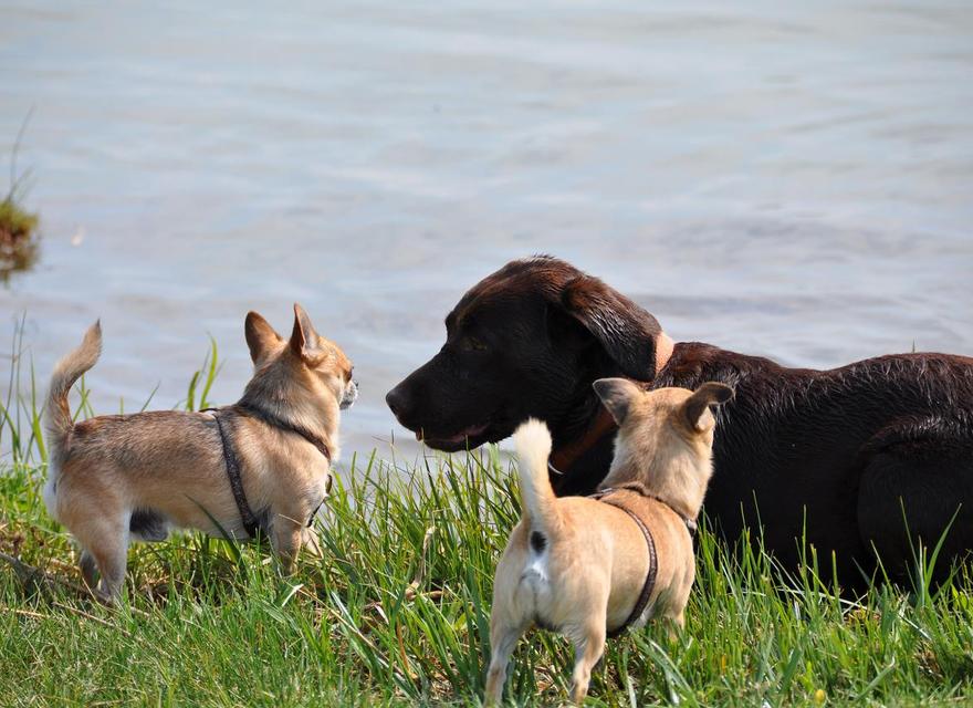 Hundeurlaub am Bodden