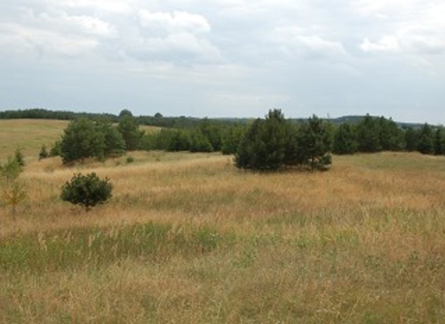 die Gegend Wiesen und Wald
