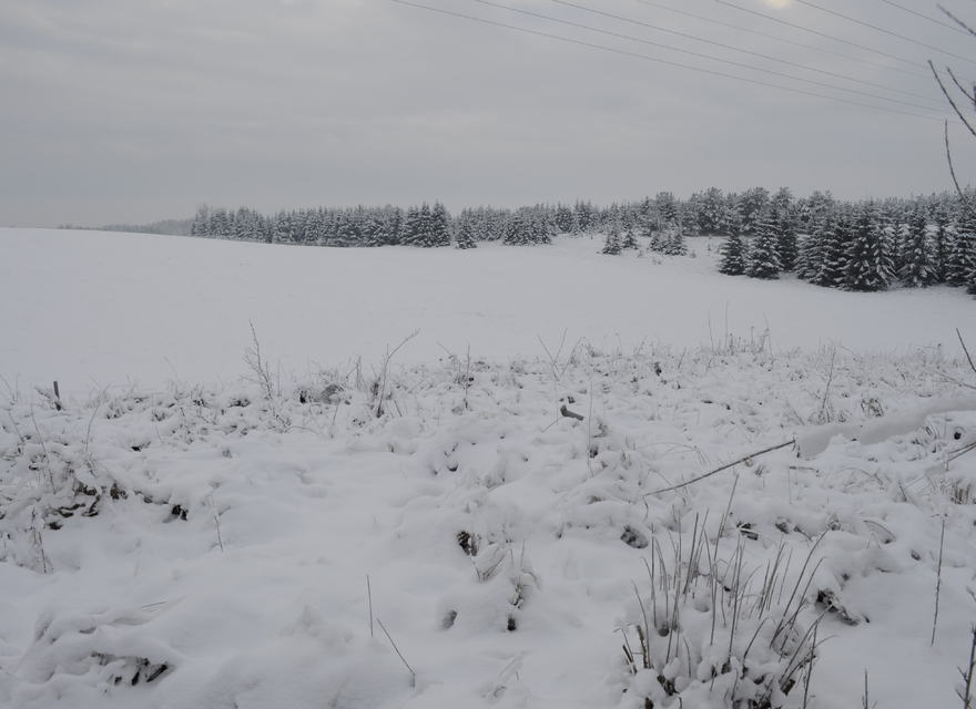 Ferien im Winter mit Hunde