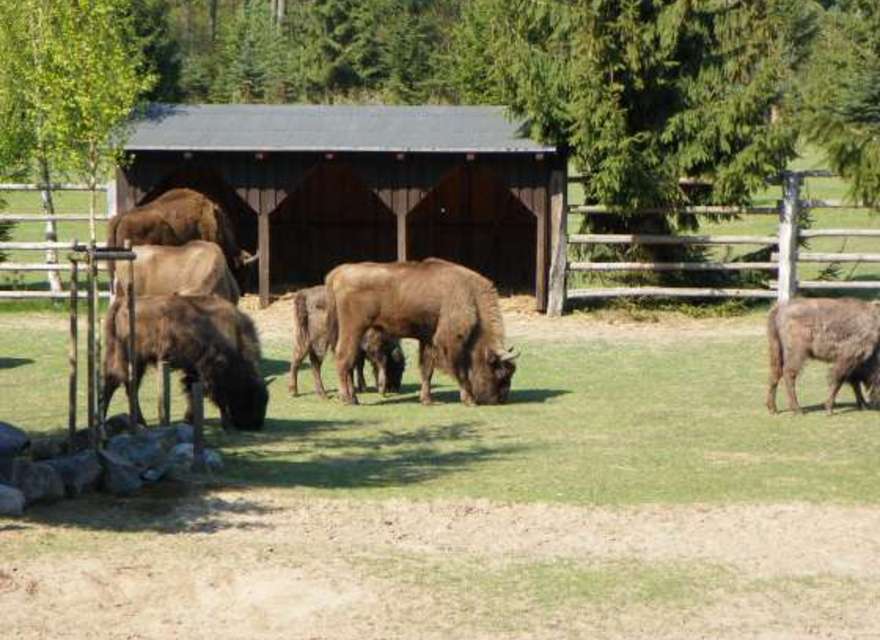 Wisent Gehege Insel Usedom