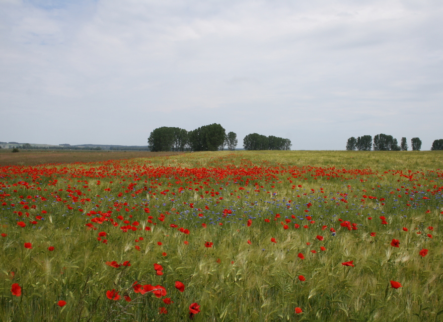 Naturpark Insel Usedom