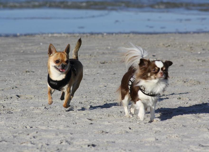 Urlaub mit Hund
