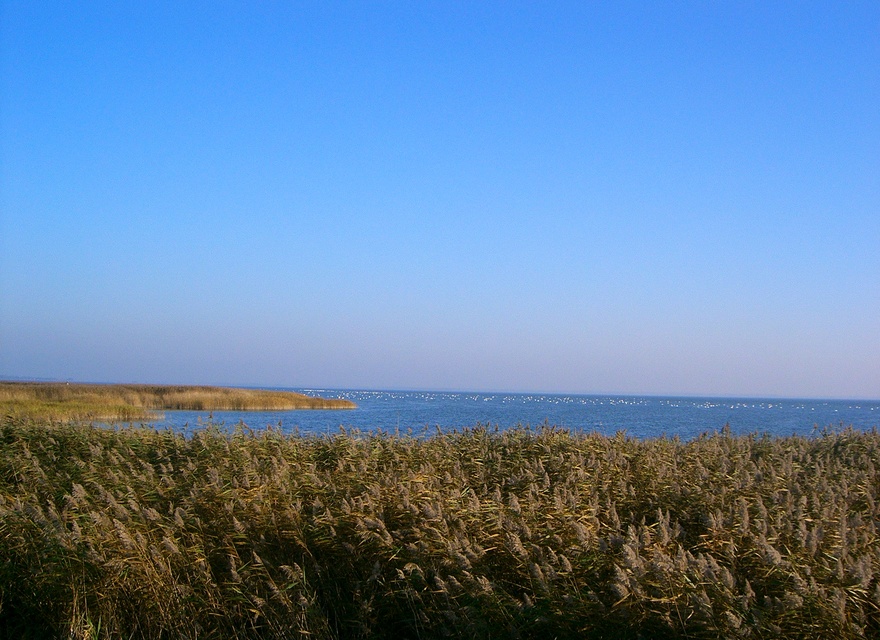 Bodden - Natur pur
