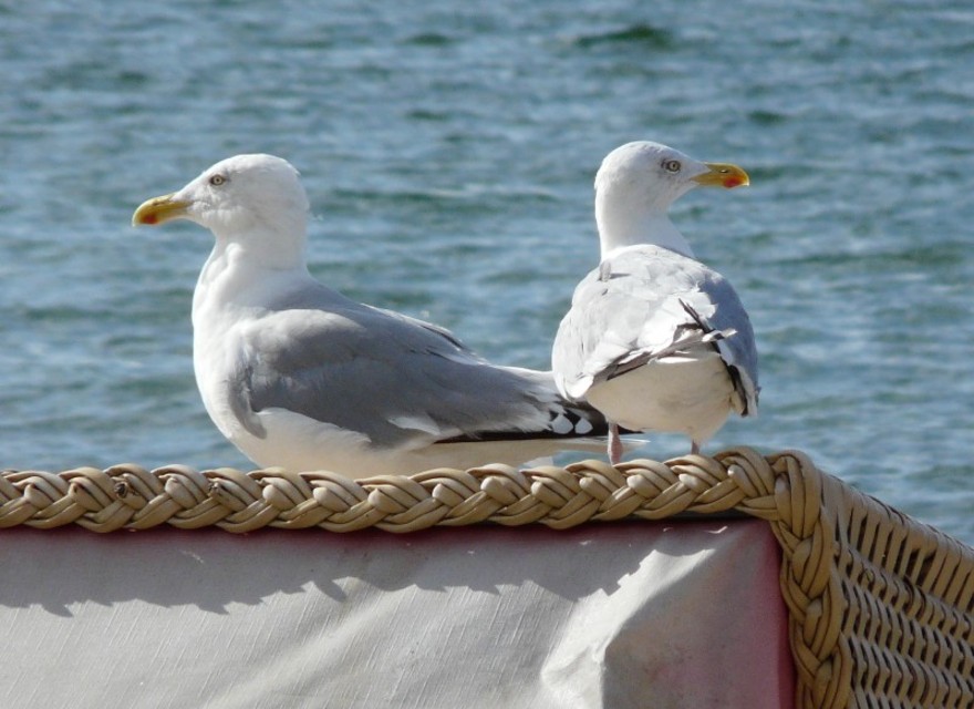 Das Meer genießen ...