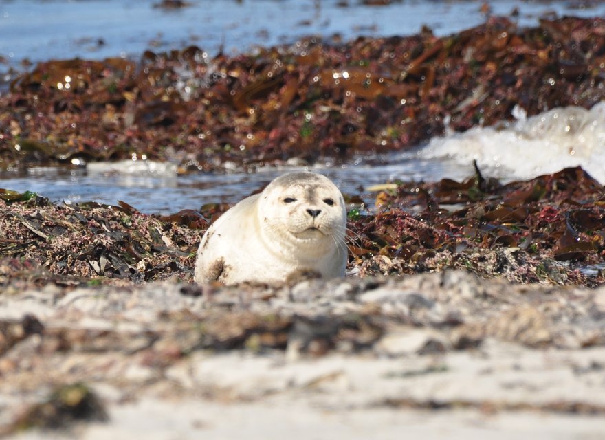 Helgolandfahrt zu den Dünen