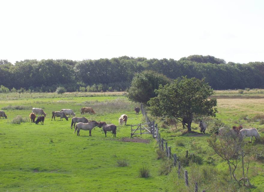 Wildpferde in der GeltingeBirk