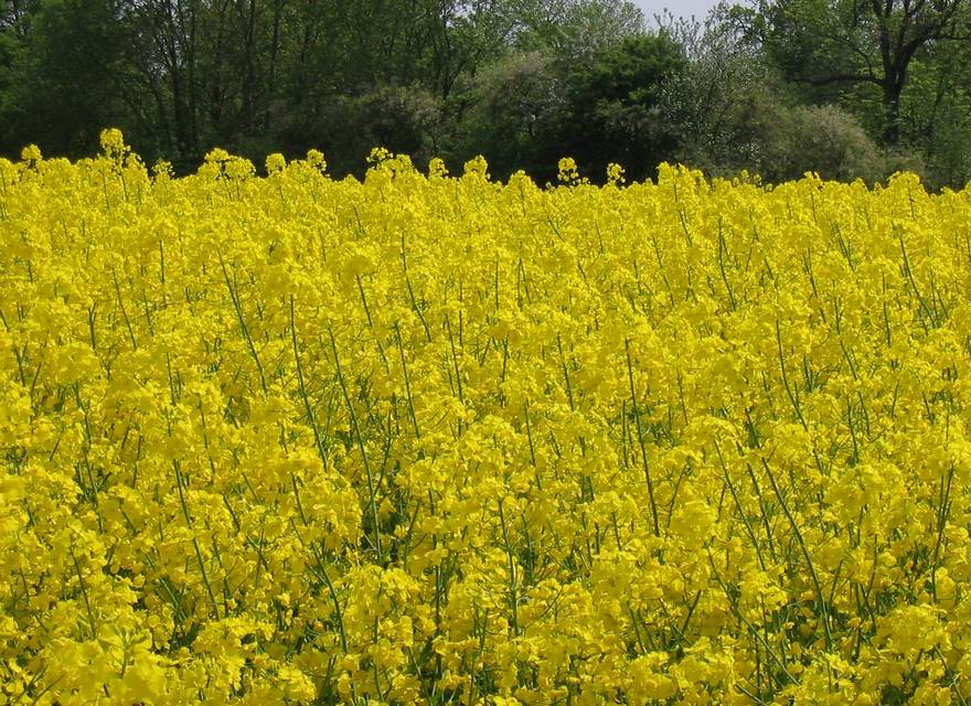 Blick nach S zur Rapszeit