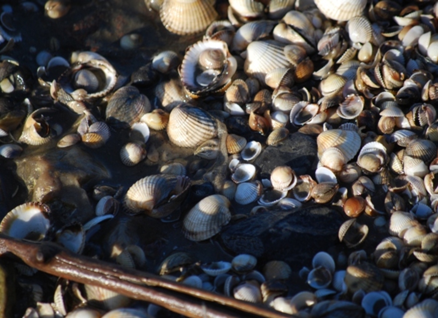 Geführte Wattwanderungen