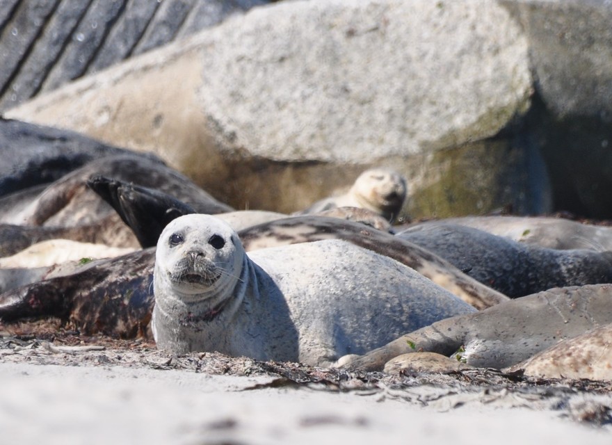 Ausflug zu den Seehundsbänken