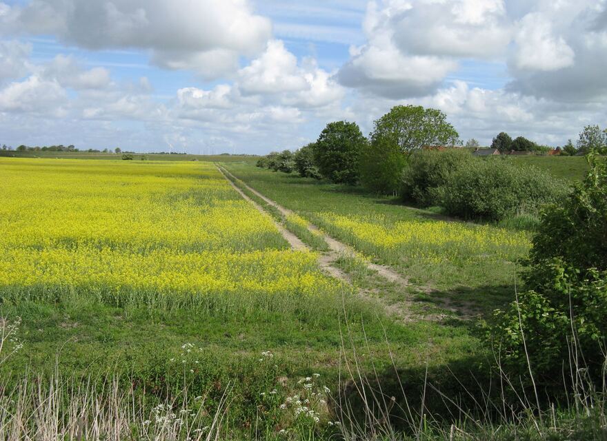 Rapsfelder in Ostfriesland