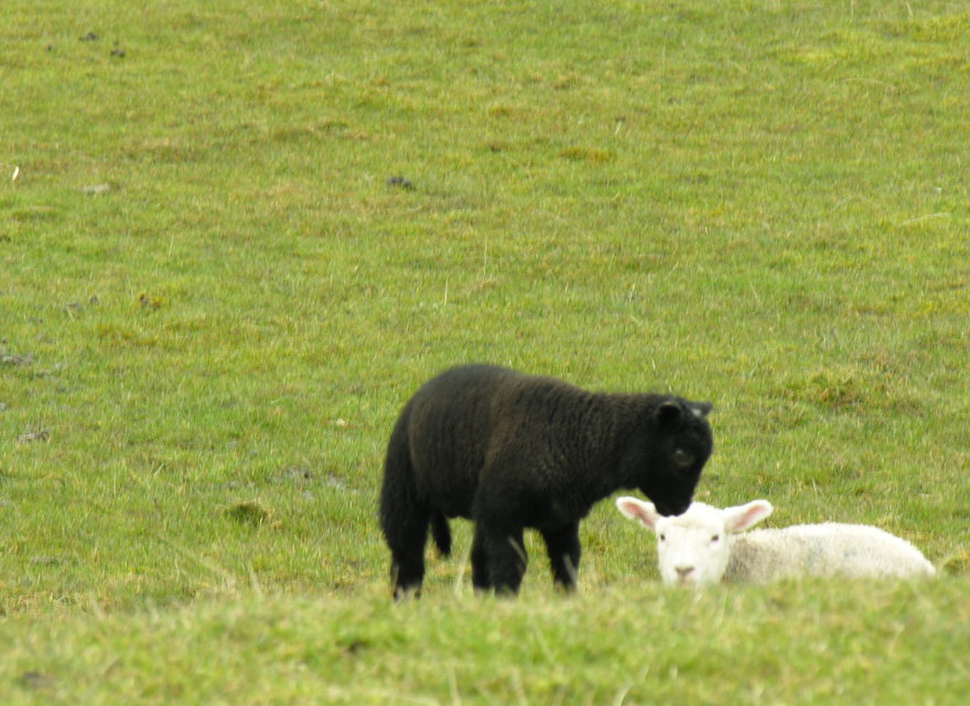 Schafe in der Umgebung