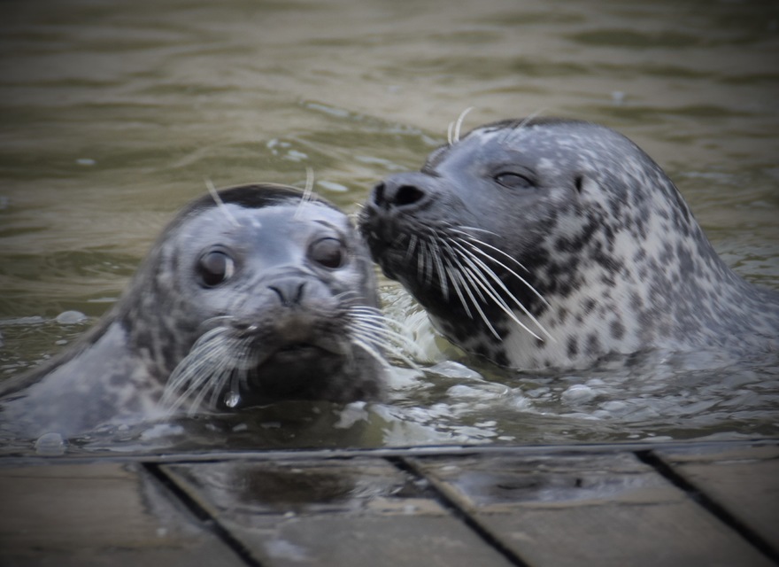 Seehundstation Friedrichskoog