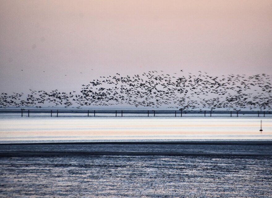 Gänse über dem Meer