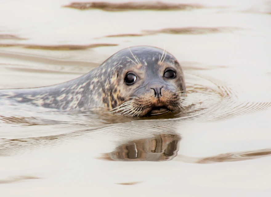 Westküdtenpark/Robbarium SPO