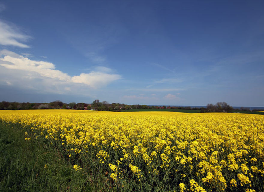 Rapsblüte in Schönhagen