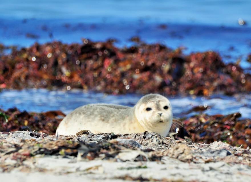 Seehundsbänke vor Helgoland