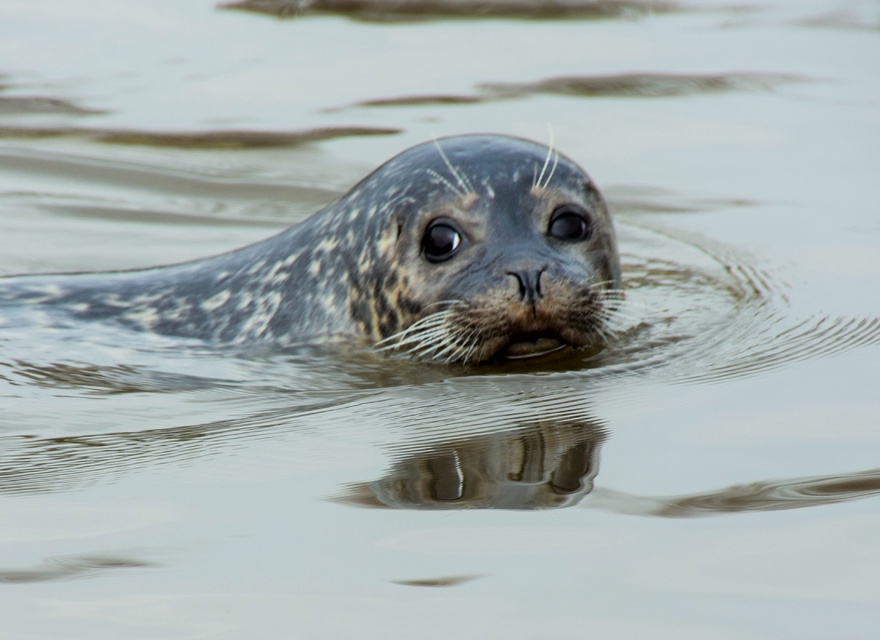 Westküstenpark/Robbarium SPO