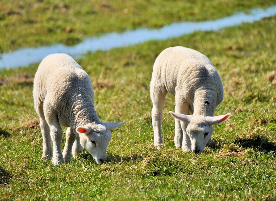 Tiere beobachten
