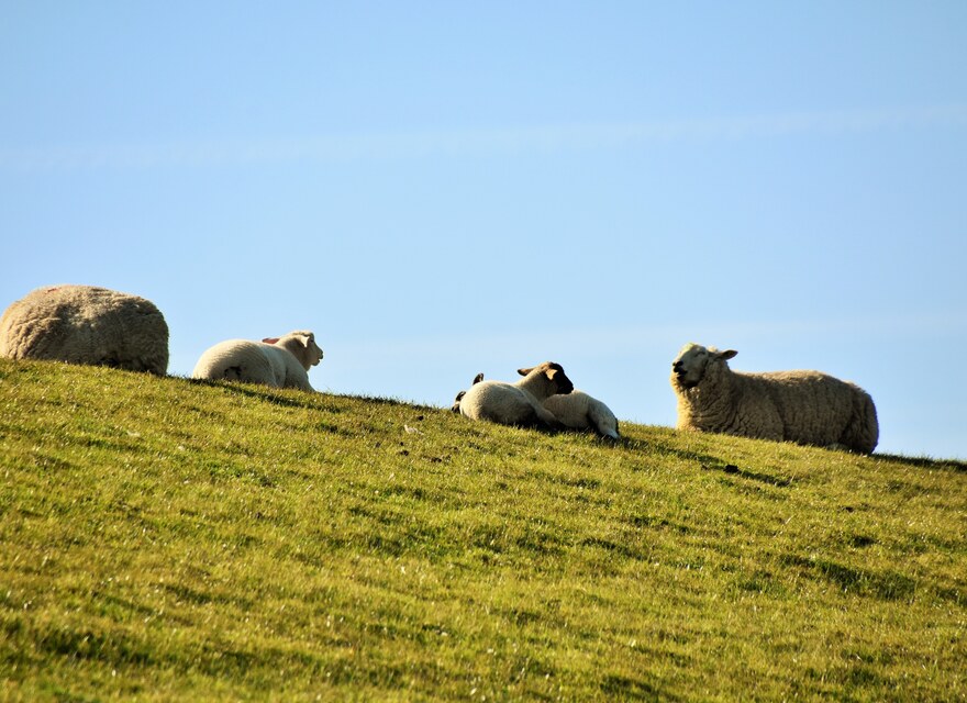 Schafe auf dem Deich