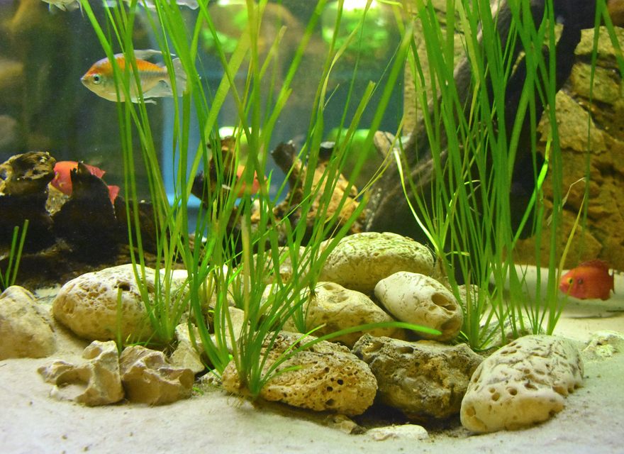 Westküstenpark/Robbarium