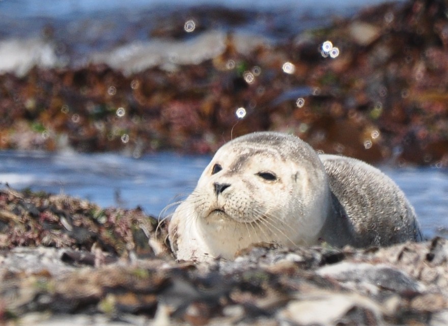 Seehundsbänke vor Helgoland