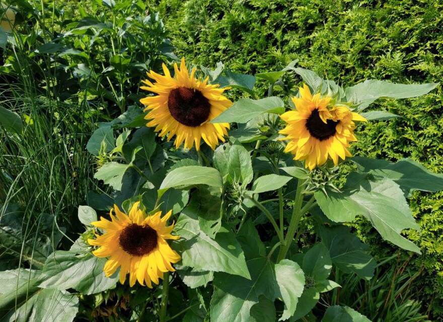Sonnenblumen im Garten